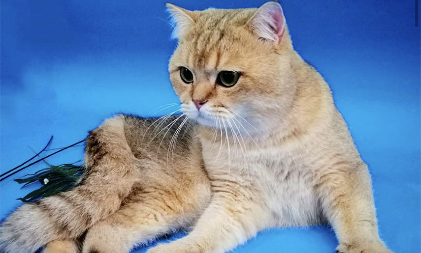 All You Need To Know About Gordon (The Golden British Shorthair Cat)  